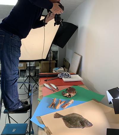 Anna working on a photoshoot for Seafood Week