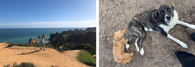 Chrissie in Portugal volunteering at animal rescue centre