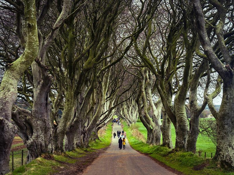 The Dark Hedges